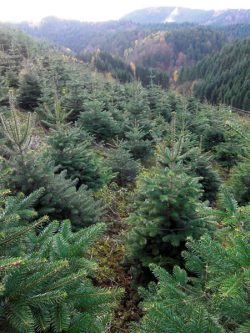 Christbäume aus nachhaltigen Anbau