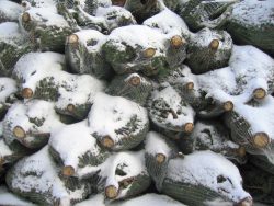 Weihnachstbaeume im Schnee, warten aufden Einsatz in Ihrem Wohnzimmer