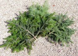 Schnittgruen, frisch geschnitte aus eigenem Wald