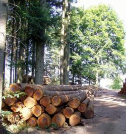 Stammholz aus nachhaltiger Forstwirtschaft aus deutschem Wald